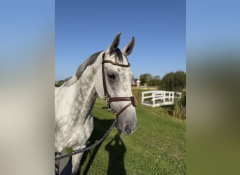 Westfale, Wallach, 9 Jahre, 170 cm, Apfelschimmel