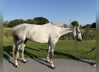 Westfale, Wallach, 9 Jahre, 170 cm, Apfelschimmel