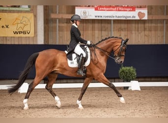 Westfale, Wallach, 9 Jahre, 170 cm, Brauner