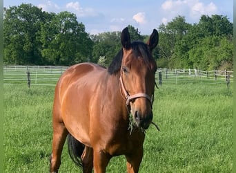 Westfale, Wallach, 9 Jahre, 170 cm, Brauner