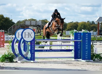 Westfale, Wallach, 9 Jahre, 170 cm, Brauner