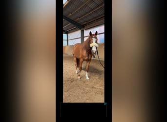 Westfale, Wallach, 9 Jahre, 170 cm