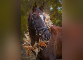 Westfale, Wallach, 9 Jahre, 170 cm