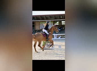 Westfale, Wallach, 9 Jahre, 170 cm, Fuchs