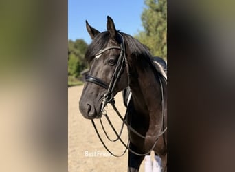 Westfale, Wallach, 9 Jahre, 170 cm, Rappe