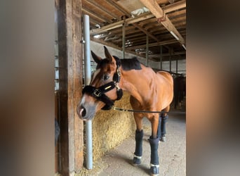 Westfale, Wallach, 9 Jahre, 172 cm, Brauner