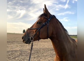 Westfale, Wallach, 9 Jahre, 172 cm, Brauner