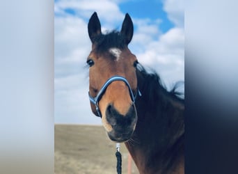 Westfale, Wallach, 9 Jahre, 172 cm, Brauner