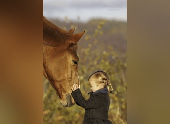 Westfale, Wallach, 9 Jahre, 172 cm, Fuchs