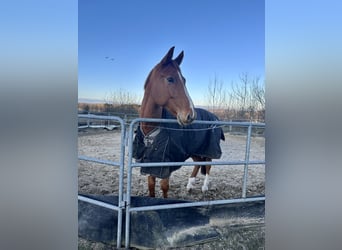Westfale, Wallach, 9 Jahre, 172 cm, Fuchs
