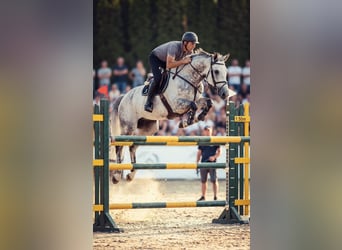 Westfale, Wallach, 9 Jahre, 172 cm, Schimmel