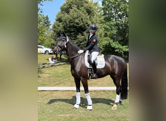 Westfale, Wallach, 9 Jahre, 173 cm, Dunkelbrauner
