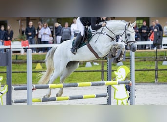 Westfale, Wallach, 9 Jahre, 173 cm, Schimmel