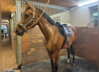 Westfale, Wallach, 9 Jahre, 174 cm, Brauner