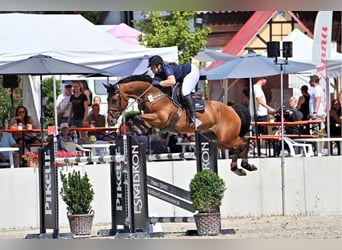 Westfale, Wallach, 9 Jahre, 174 cm, Brauner