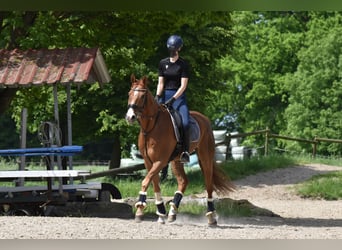 Westfale, Wallach, 9 Jahre, 174 cm, Fuchs