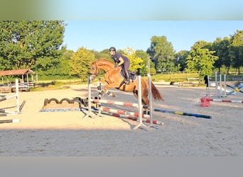 Westfale, Wallach, 9 Jahre, 174 cm, Fuchs