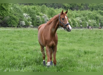 Westfale, Wallach, 9 Jahre, 174 cm, Fuchs