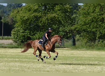 Westfale, Wallach, 9 Jahre, 174 cm, Fuchs