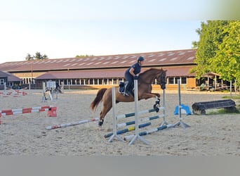 Westfale, Wallach, 9 Jahre, 174 cm, Fuchs
