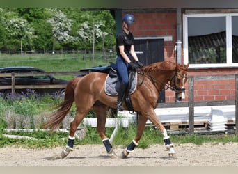 Westfale, Wallach, 9 Jahre, 174 cm, Fuchs