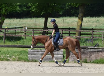 Westfale, Wallach, 9 Jahre, 174 cm, Fuchs