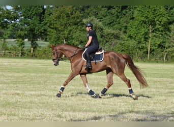 Westfale, Wallach, 9 Jahre, 174 cm, Fuchs