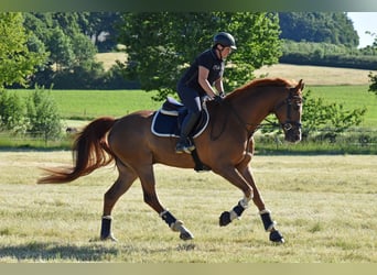 Westfale, Wallach, 9 Jahre, 174 cm, Fuchs