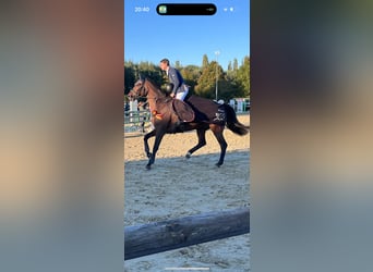 Westfale, Wallach, 9 Jahre, 175 cm, Brauner
