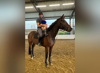 Westfale, Wallach, 9 Jahre, 175 cm, Brauner