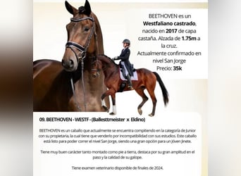 Westfale, Wallach, 9 Jahre, 175 cm, Dunkelfuchs