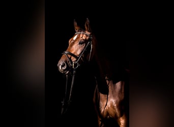 Westfale, Wallach, 9 Jahre, 176 cm, Dunkelbrauner
