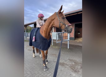 Westfale, Wallach, 9 Jahre, 176 cm, Fuchs