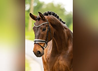 Westfale, Wallach, 9 Jahre, 177 cm, Brauner