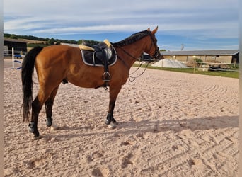 Westfale, Wallach, 9 Jahre, 178 cm, Brauner