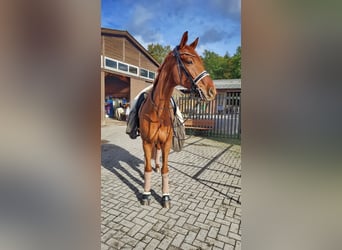 Westfale, Wallach, 9 Jahre, 178 cm, Fuchs