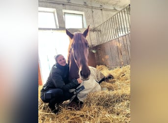 Westfale, Wallach, 9 Jahre, 178 cm, Fuchs