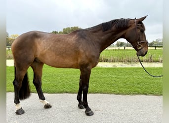 Westfale, Wallach, 9 Jahre, 179 cm, Brauner