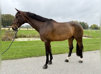 Westfale, Wallach, 9 Jahre, 179 cm, Brauner