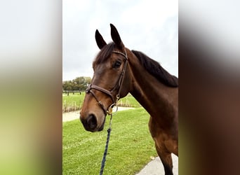 Westfale, Wallach, 9 Jahre, 179 cm, Brauner