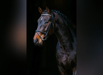 Westfale, Wallach, 9 Jahre, 180 cm, Dunkelbrauner