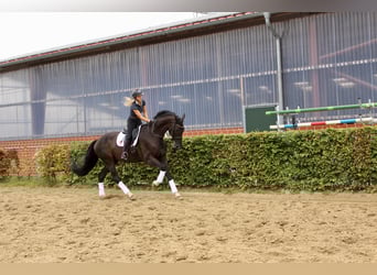 Westfale, Wallach, 9 Jahre, 186 cm, Schwarzbrauner
