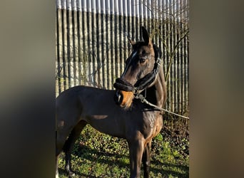 Westfaliano, Caballo castrado, 10 años, 162 cm, Castaño