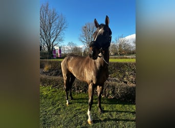 Westfaliano, Caballo castrado, 10 años, 162 cm, Castaño