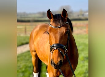 Westfaliano, Caballo castrado, 10 años, 163 cm, Castaño rojizo