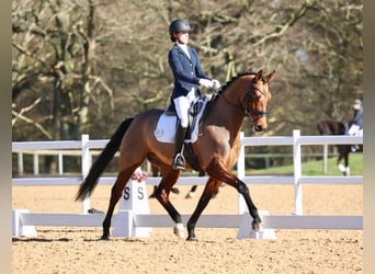 Westfaliano, Caballo castrado, 10 años, 163 cm, Castaño rojizo