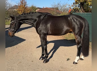 Westfaliano, Caballo castrado, 10 años, 165 cm, Negro