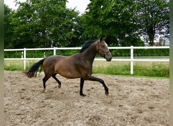 Westfaliano, Caballo castrado, 10 años, 166 cm, Castaño oscuro