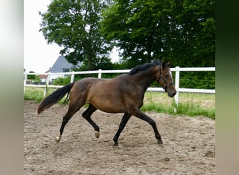 Westfaliano, Caballo castrado, 10 años, 166 cm, Castaño oscuro