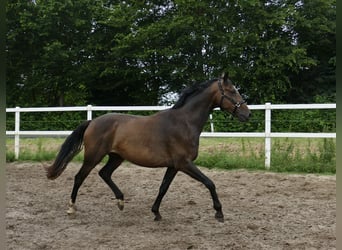 Westfaliano, Caballo castrado, 10 años, 166 cm, Castaño oscuro